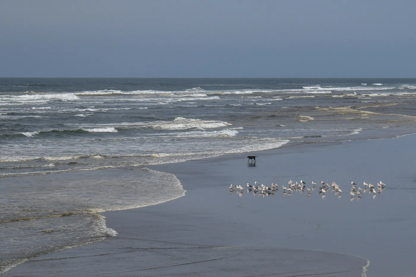 Gulls and a wandering dog on wet sand