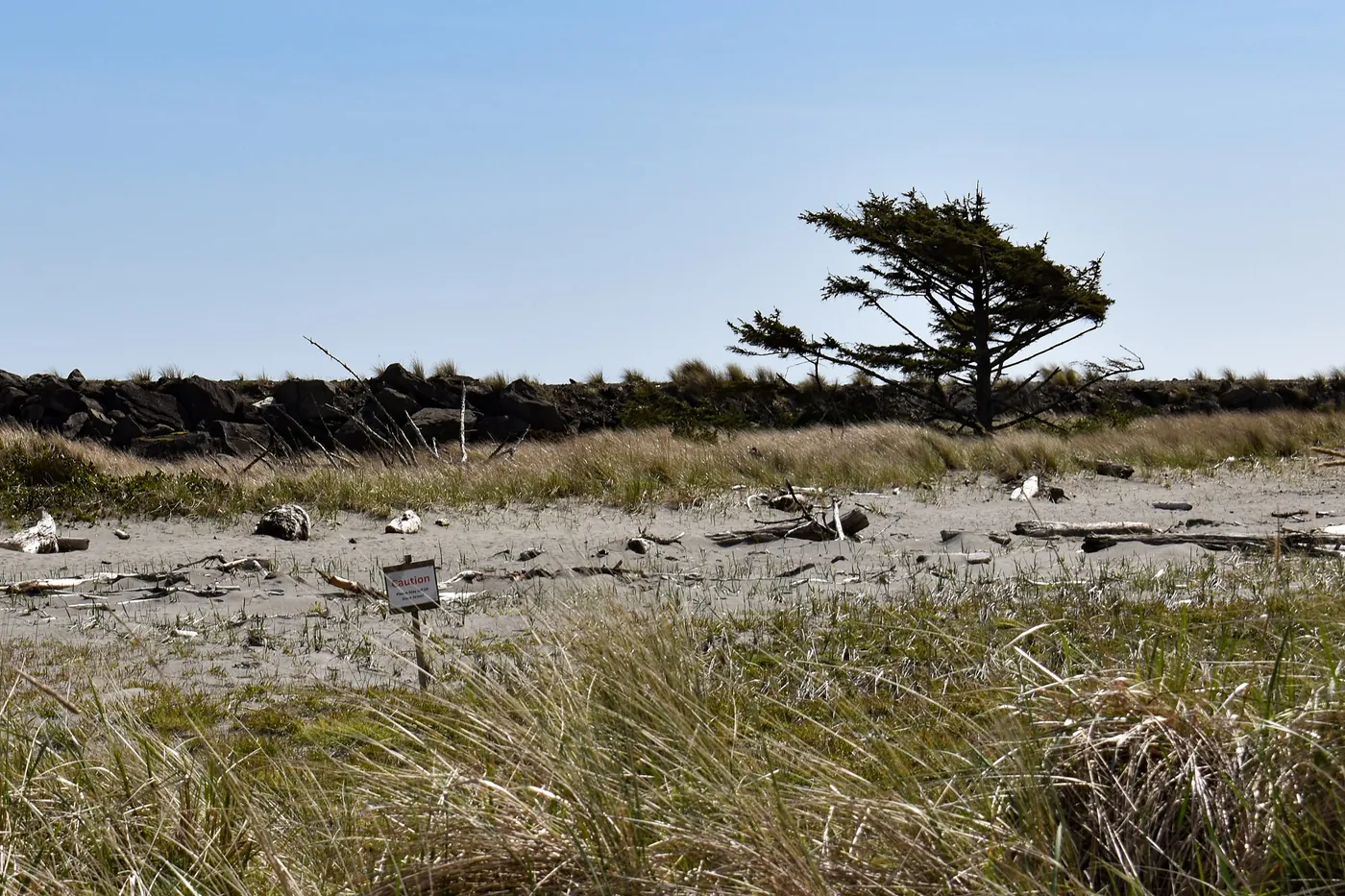 A windswept shore pine above the dunes